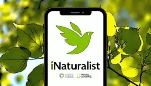 iNaturalist